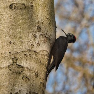 Woodpecker