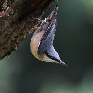 Nuthatch