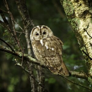 tawny-owl-4770832_1280