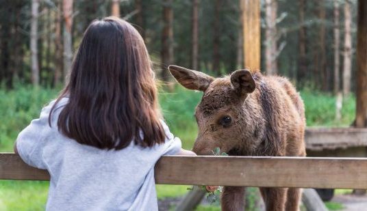 Amazing nature Activities: Moose feeding, nature guiding and hikes