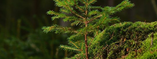 conifer, tree, forest